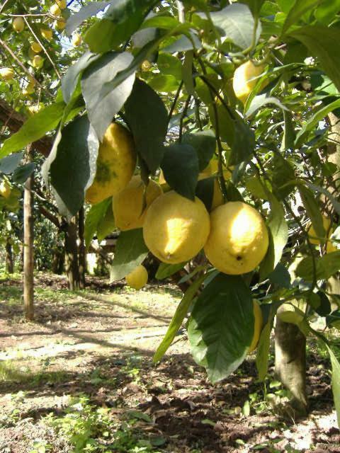 Azienda Agricola Veniero Piano di Sorrento Luaran gambar