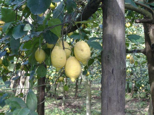 Azienda Agricola Veniero Piano di Sorrento Luaran gambar